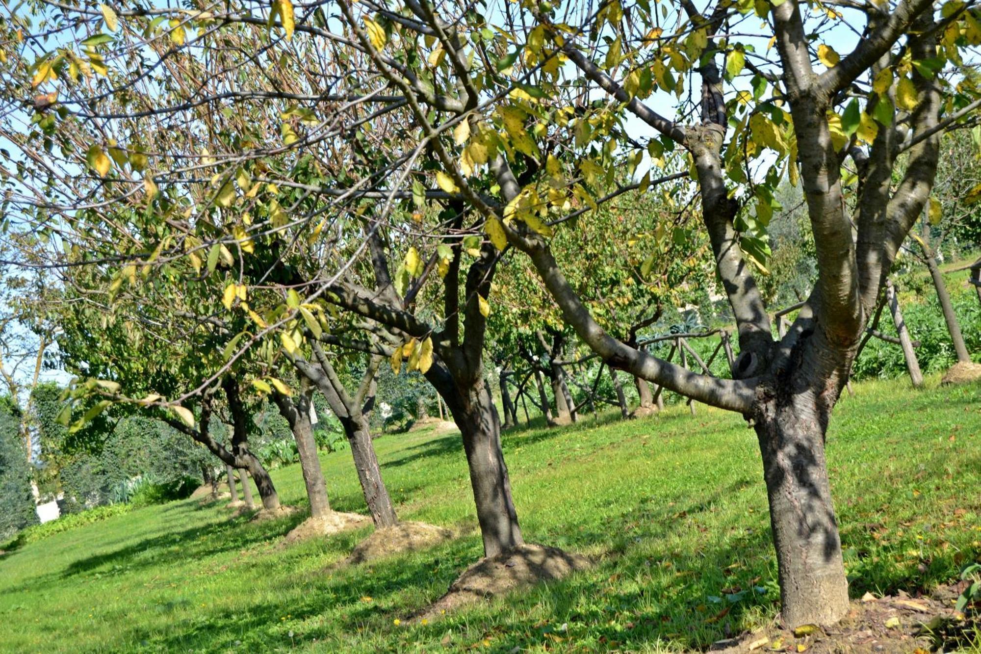 Cevoli Country Resort Lari Екстериор снимка